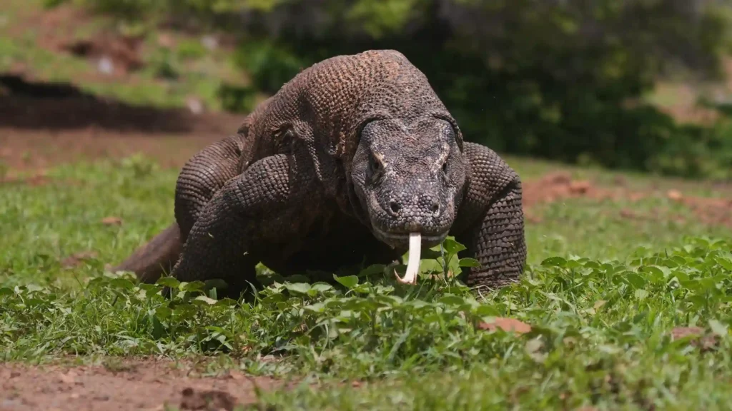 Komodo Island or Rinca Dragon Treks