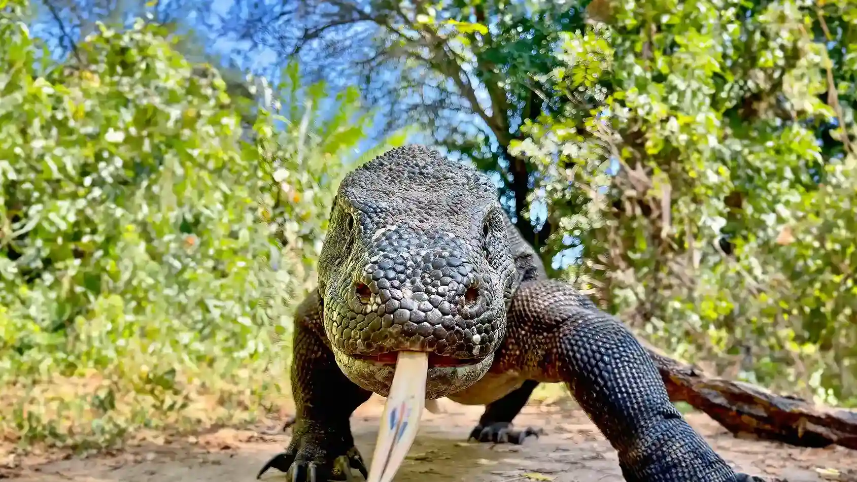 Seeing Komodo Dragons by Liveaboard: Komodo vs Rinca Island Treks