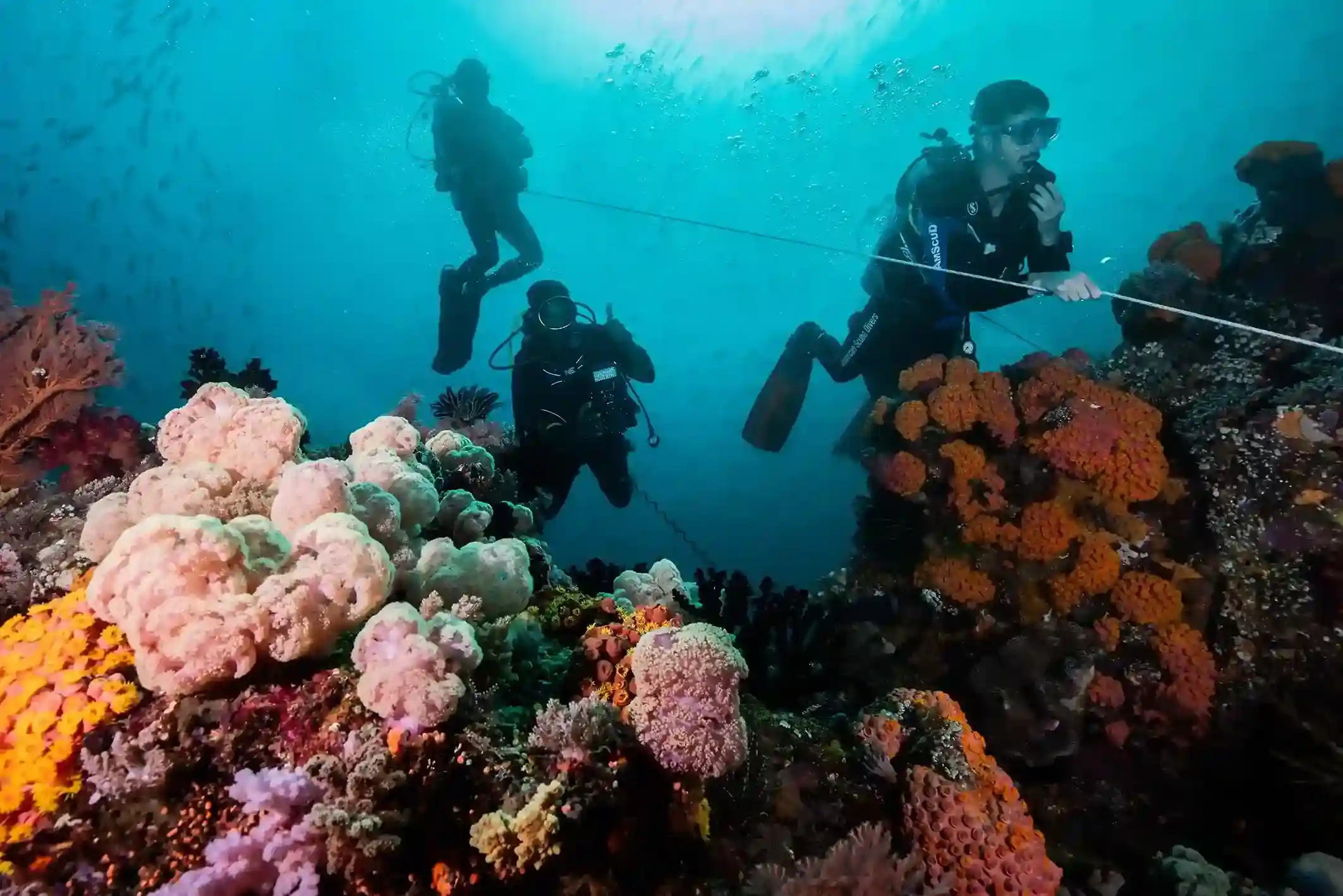 What Dive Level Do You Need for a Komodo Liveaboard?