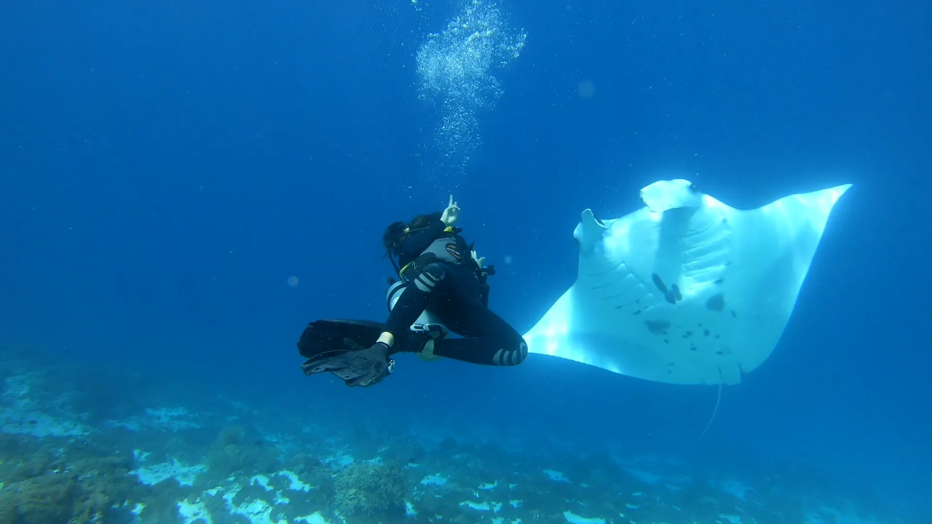 AI Marine Life Identification on Bali Komodo Liveaboards